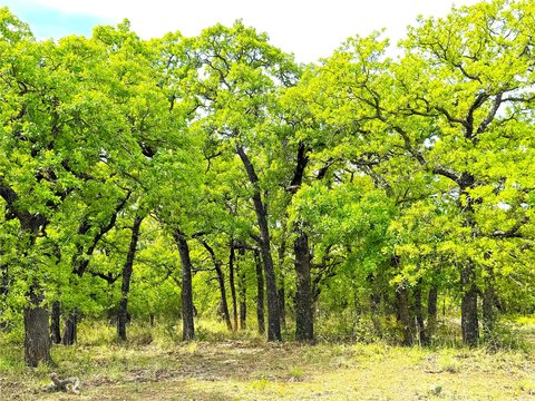 Ranch Land with Dual Road Frontage