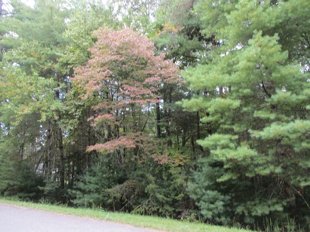 Wooded Lot in Blairsville, GA
