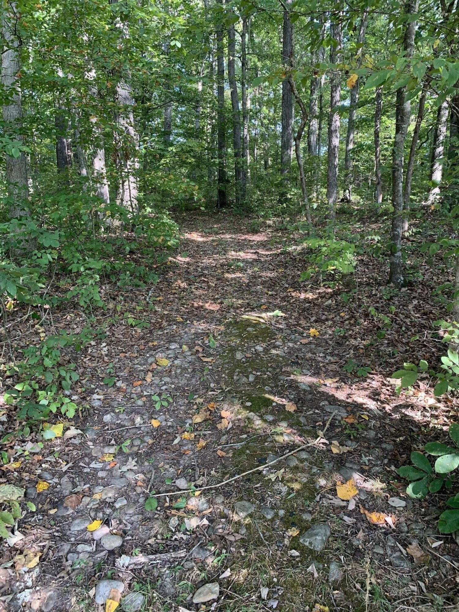 Undeveloped Land in Bybee, TN