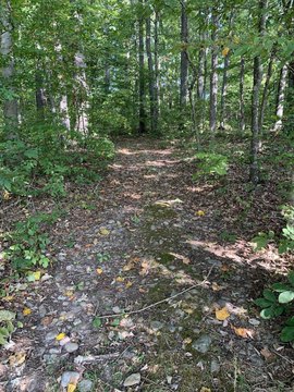 Undeveloped Land in Bybee, TN