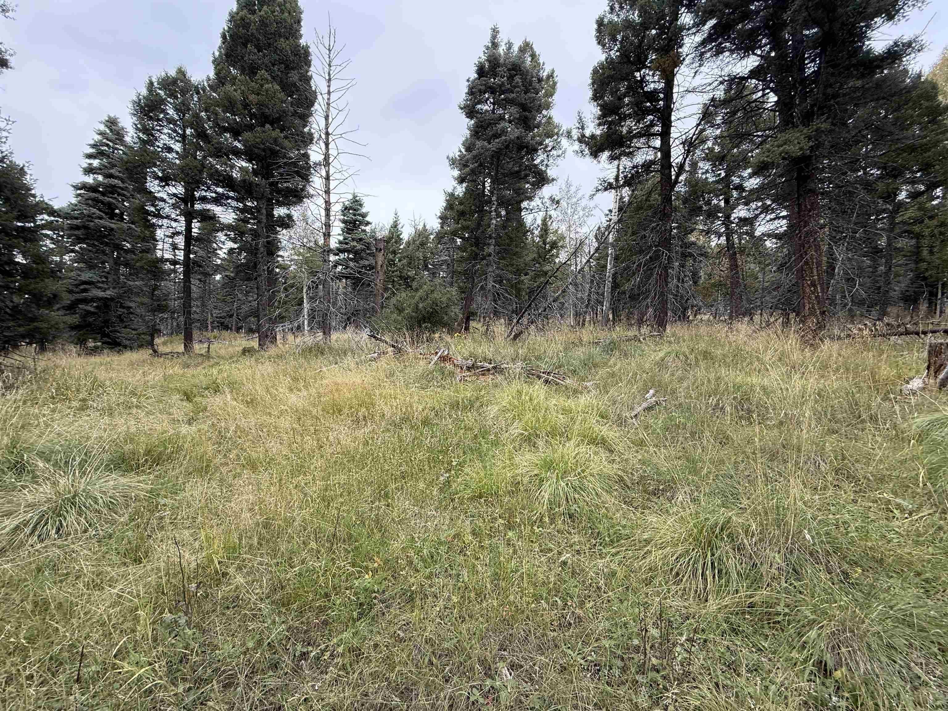 Land Near Angel Fire Resort