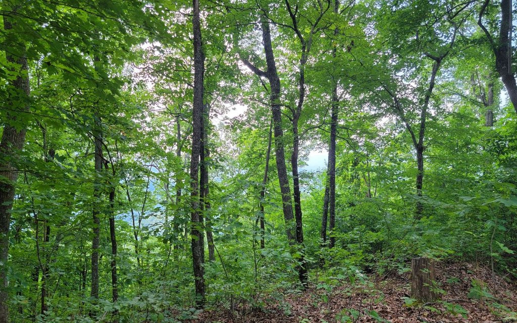 Picture 8
