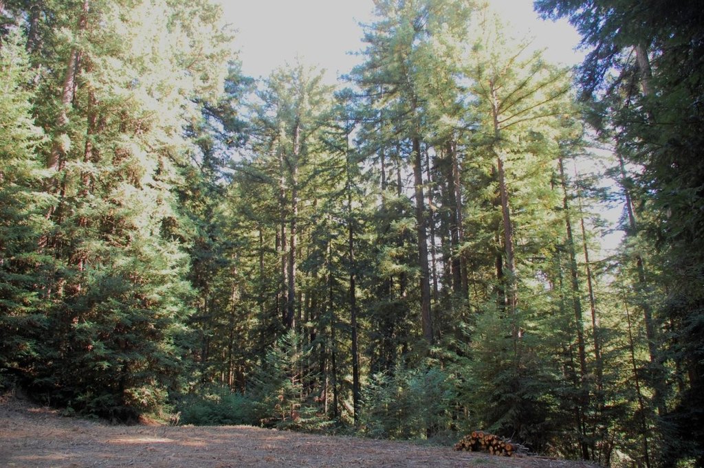Picture 5