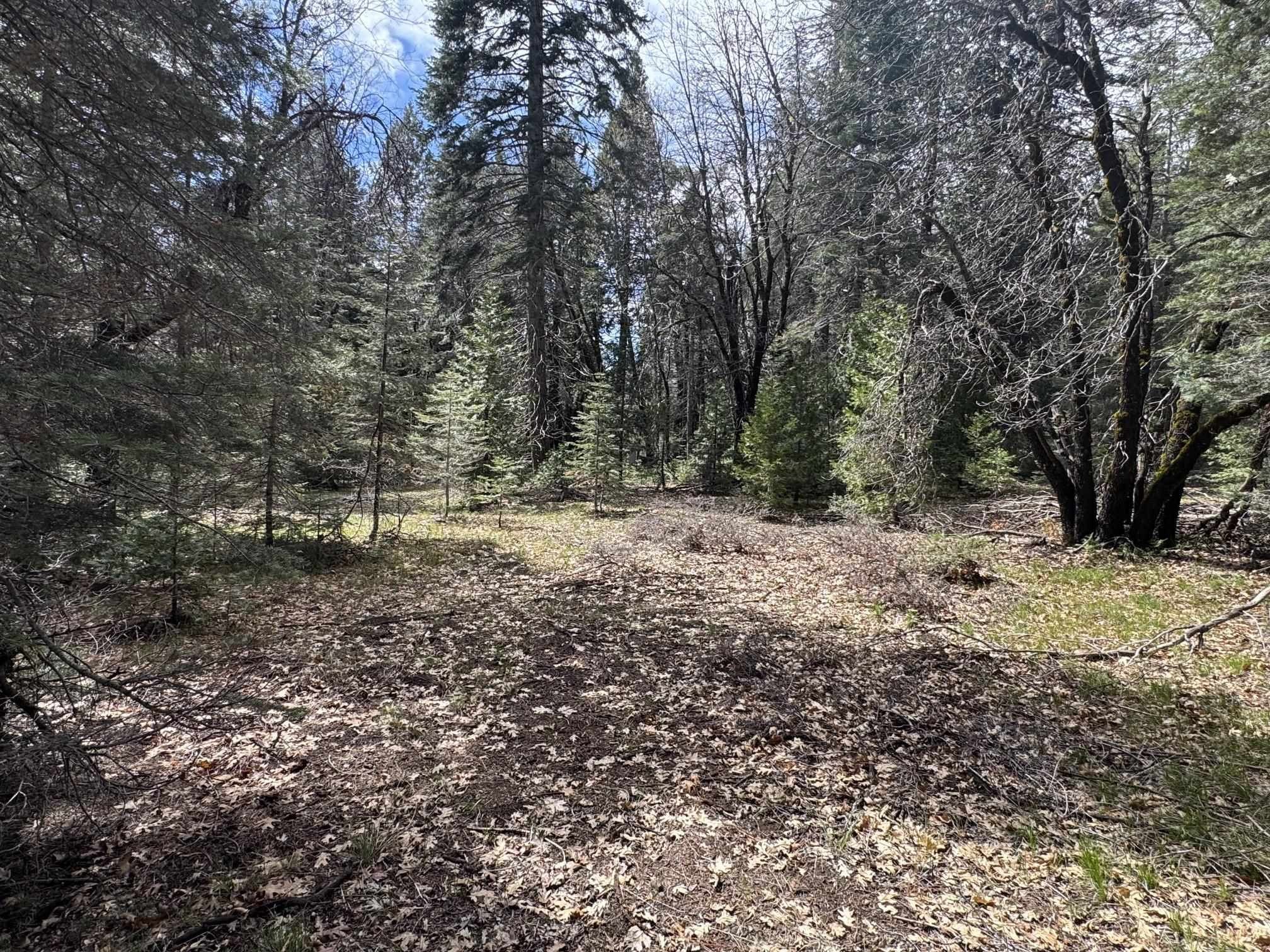 Land in Mt Shasta Forest
