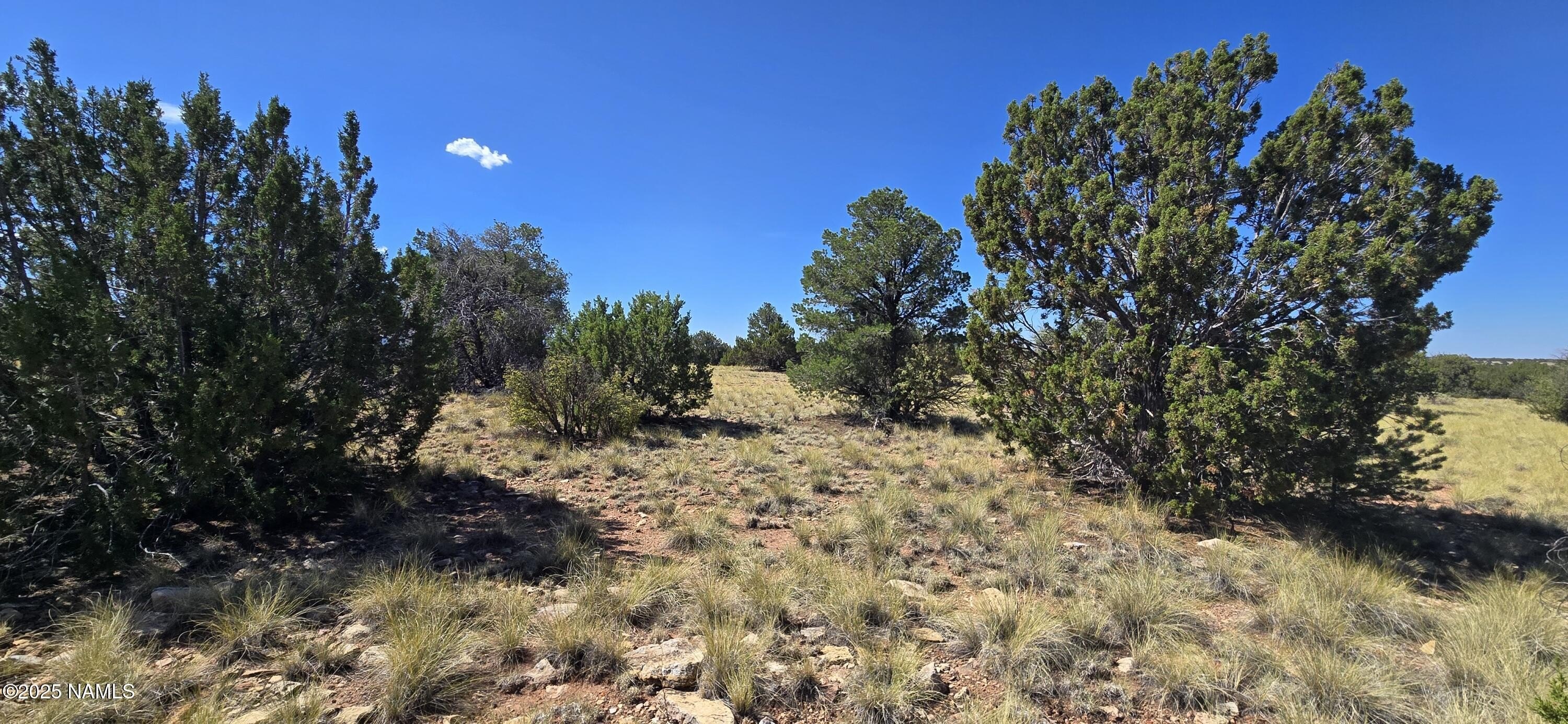 Wooded Acre Near Grand Canyon