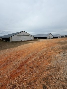 Broiler Poultry Farm with Pasture