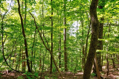 Vacant Lot, Ellijay, GA