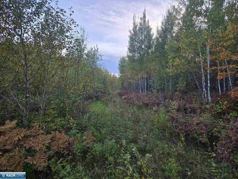 Hunting Land in Britt, MN