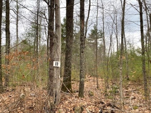 Petersham Wooded Lot For Sale