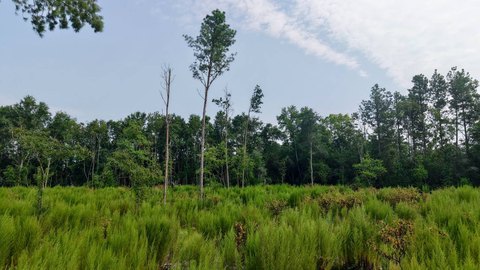 LAND - Saint Matthews, SC