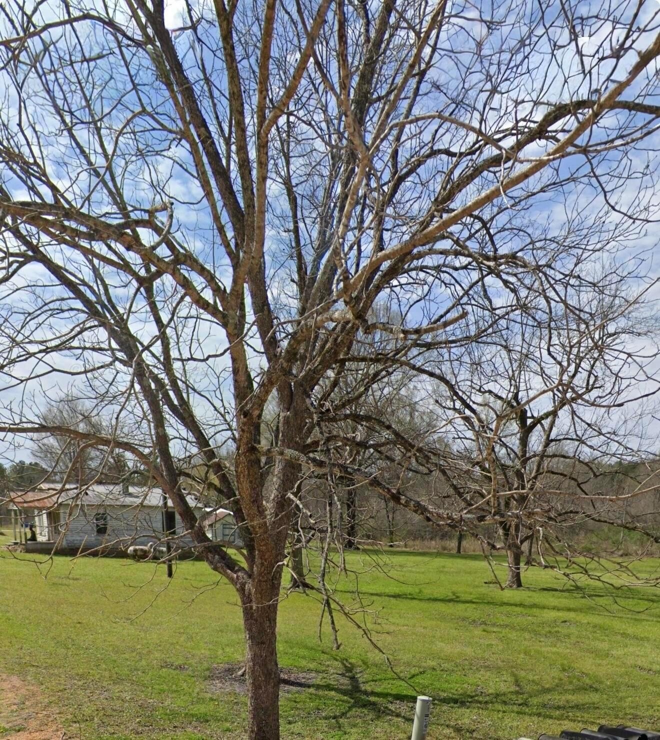 Land Opportunity in Shorter, AL