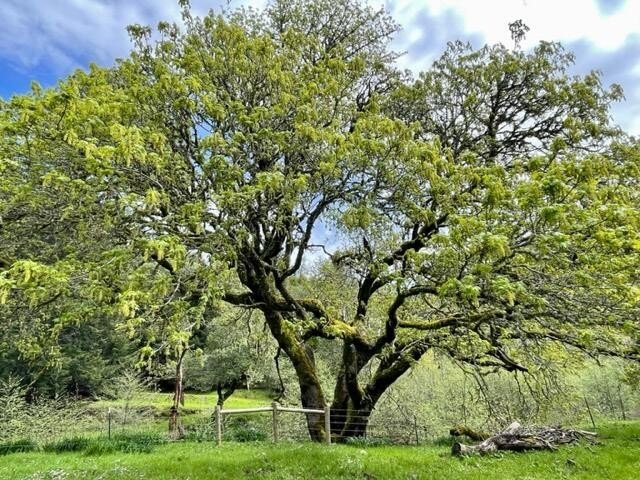 2357 Acres in Petrolia, CA