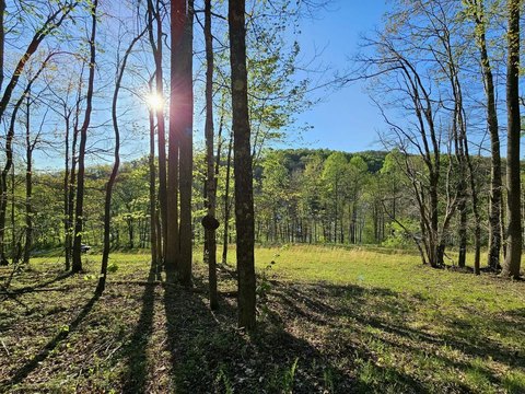 Wooded Homesite in Elkins, WV