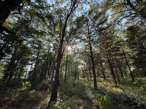 LAND - Mineola, TX