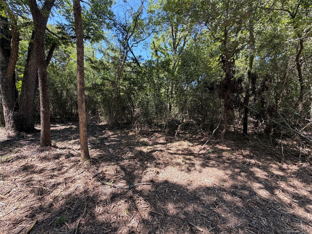 Picture 5