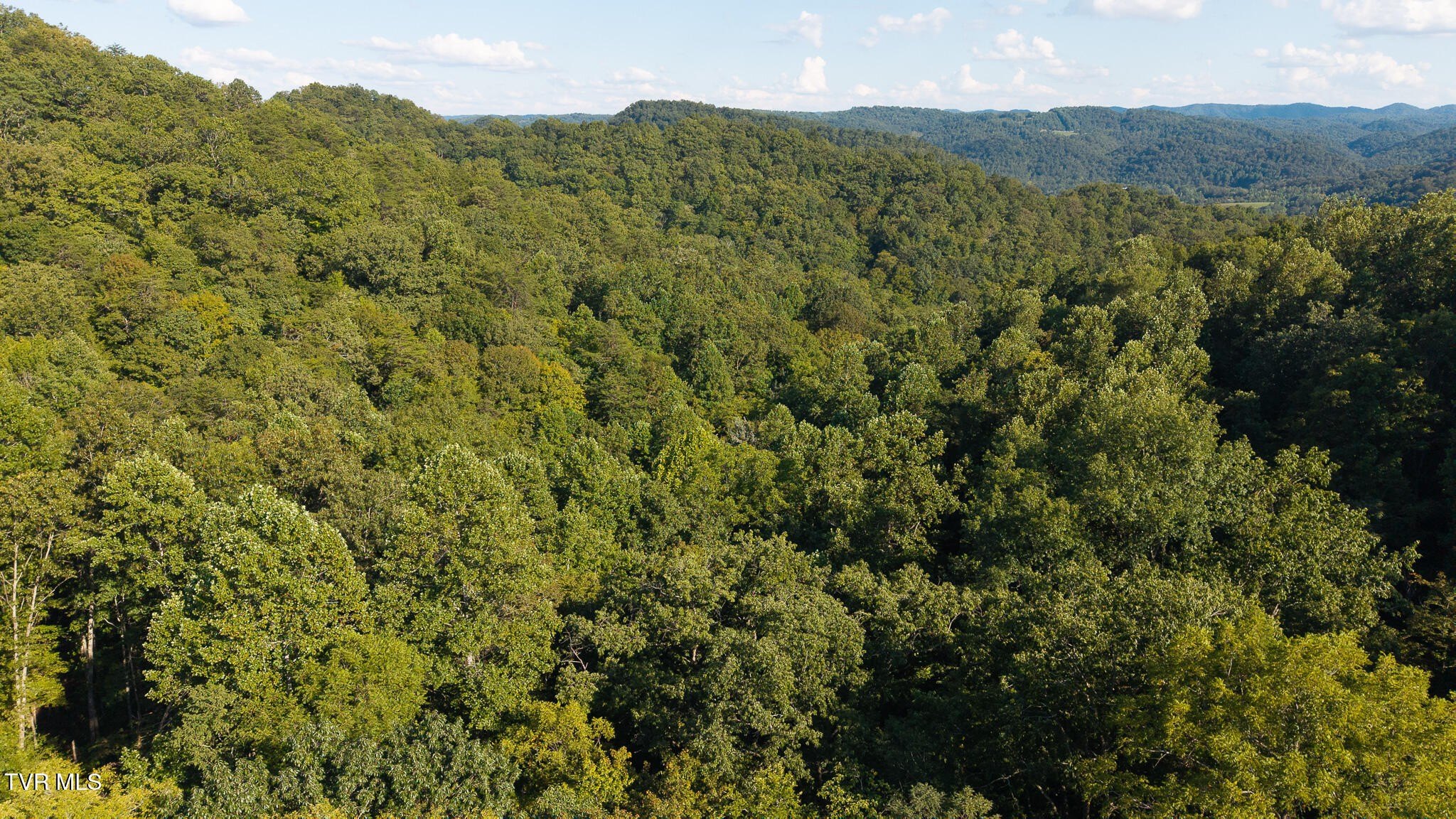 Untamed Appalachian Woodland For Sale
