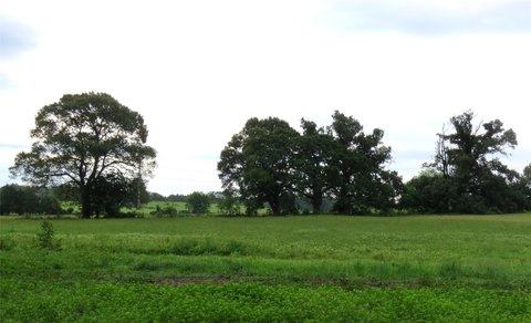 Land Near Quitman, Texas Lakes