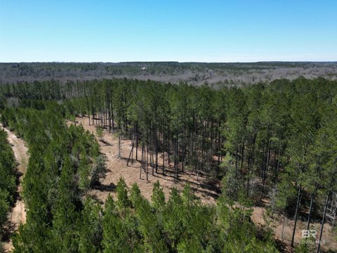 Timbered Land Parcel Outside City Limits
