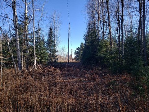 Wooded Cabin-Ready Land Lot