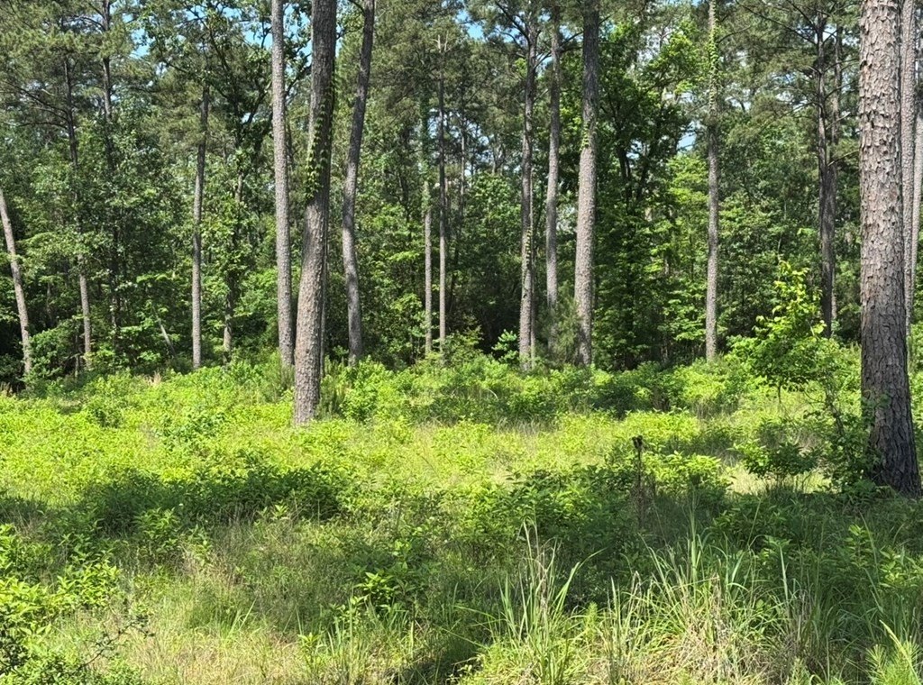 Picture 4