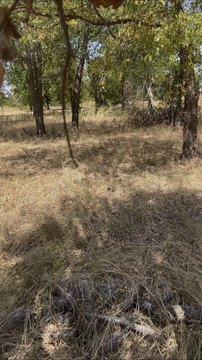 Land, Lone Oak, TX