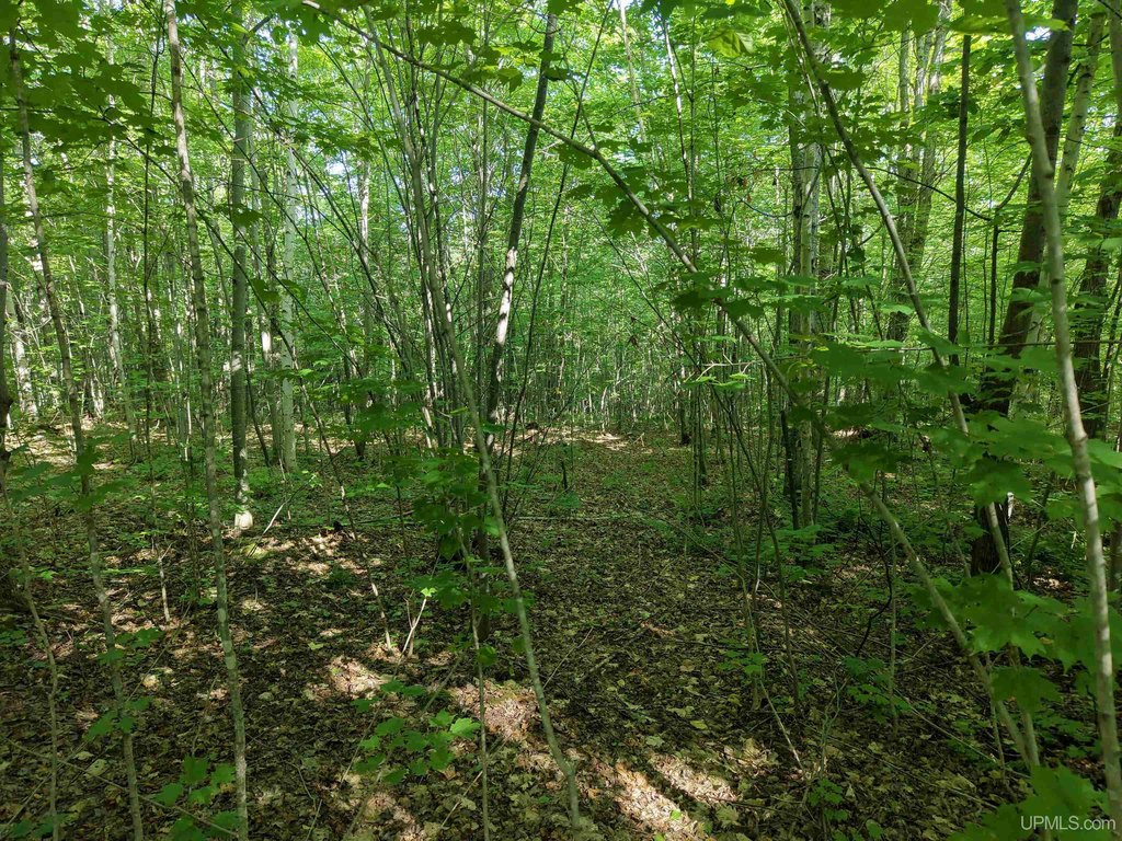 Picture 45