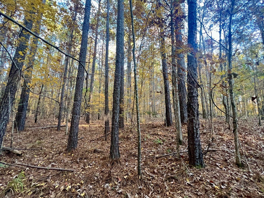 Picture 21