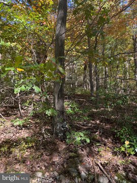Secluded Buildable Lot in Winchester