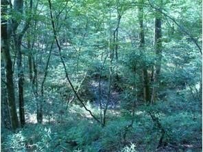 Wooded Lot with Flowing Creek