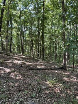 LAND - Marshfield, MO