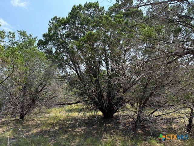 Picture 8