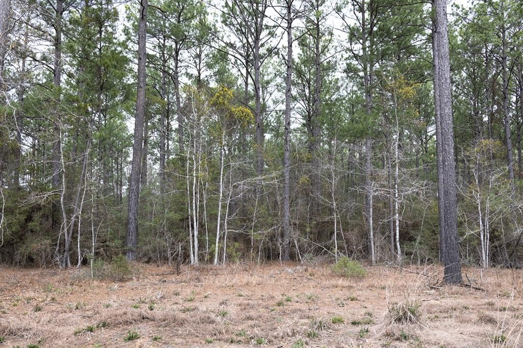 Broaddus, TX Untouched Land