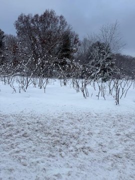 Commercial Land Near Newaygo, MI