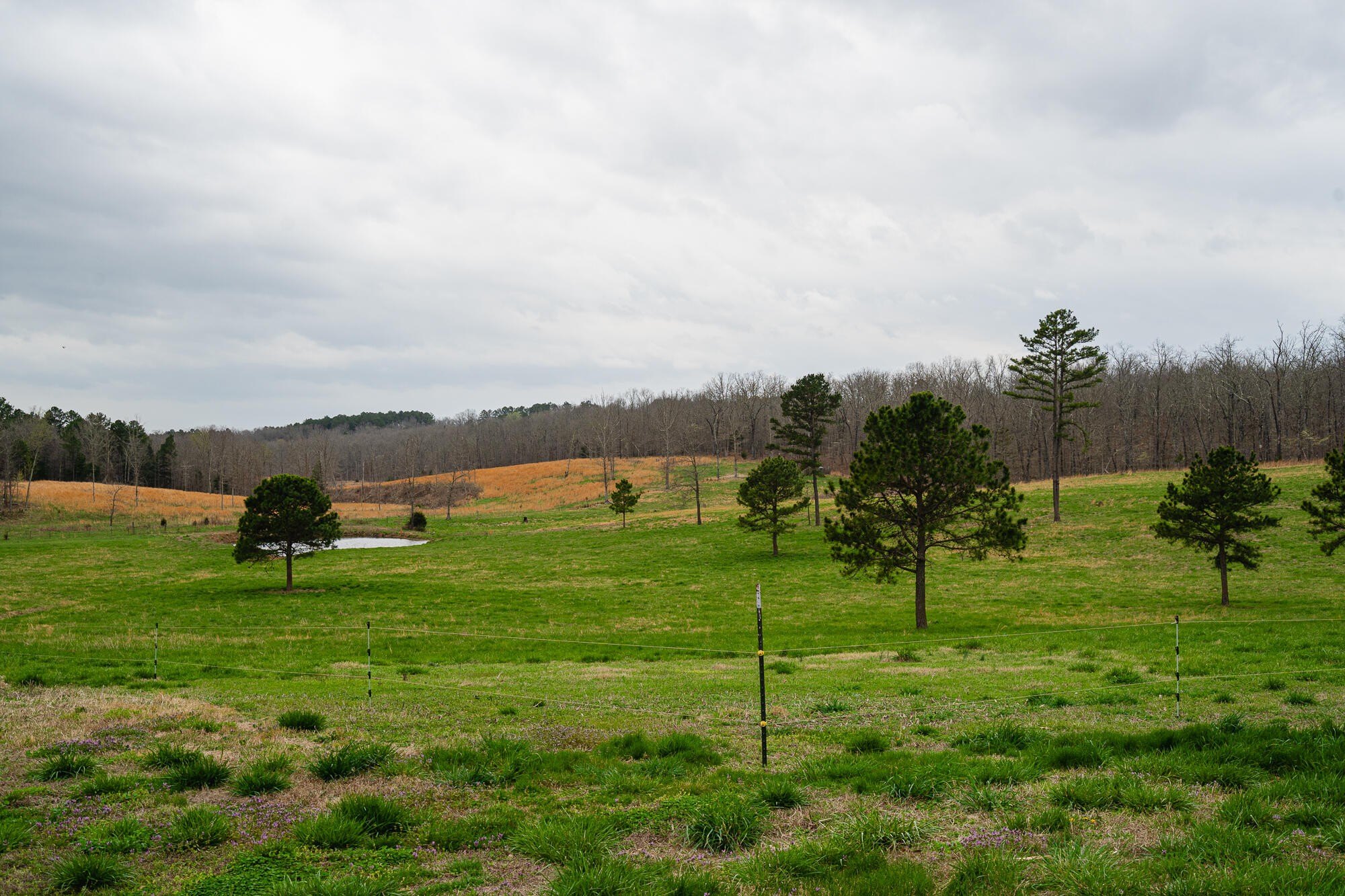79 Acres Bordering National Forest