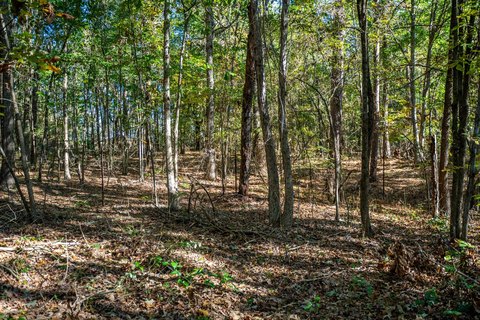 Wooded Hunting Retreat Land