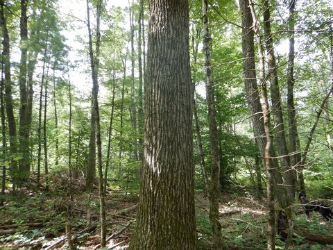 Hunting and Recreation Acreage