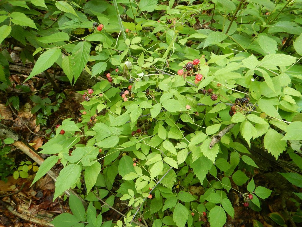 Picture 5