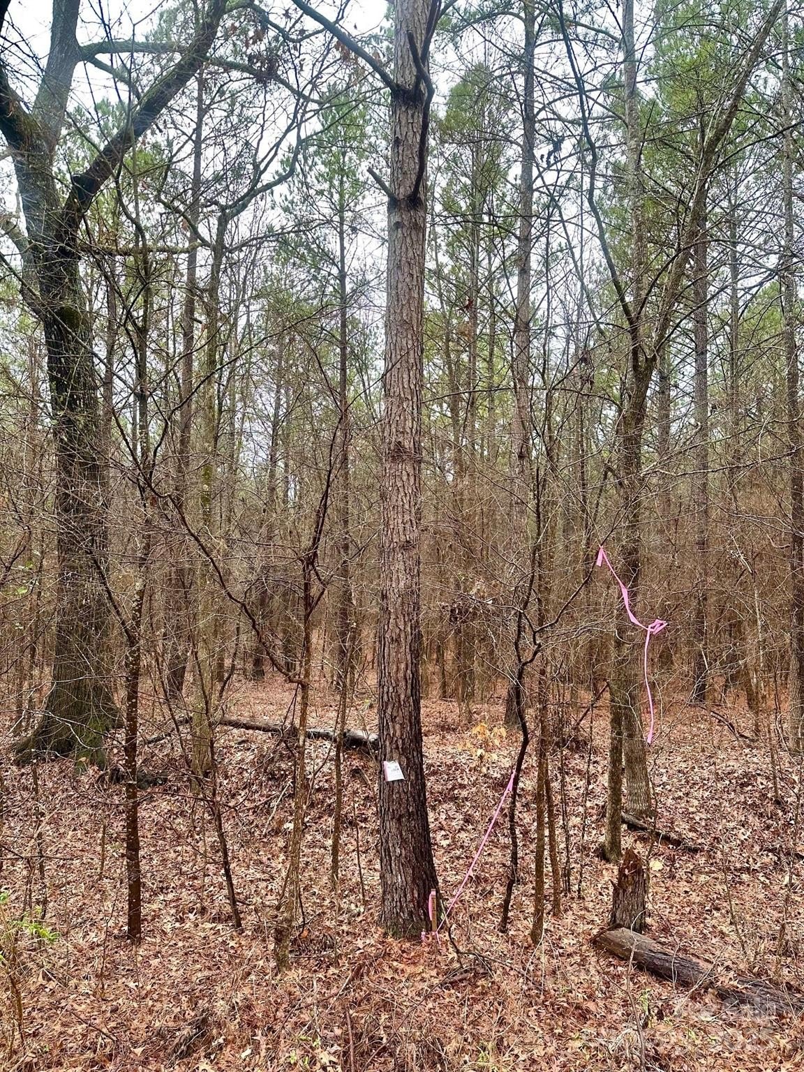 Mini Farm Homesite Near I-77