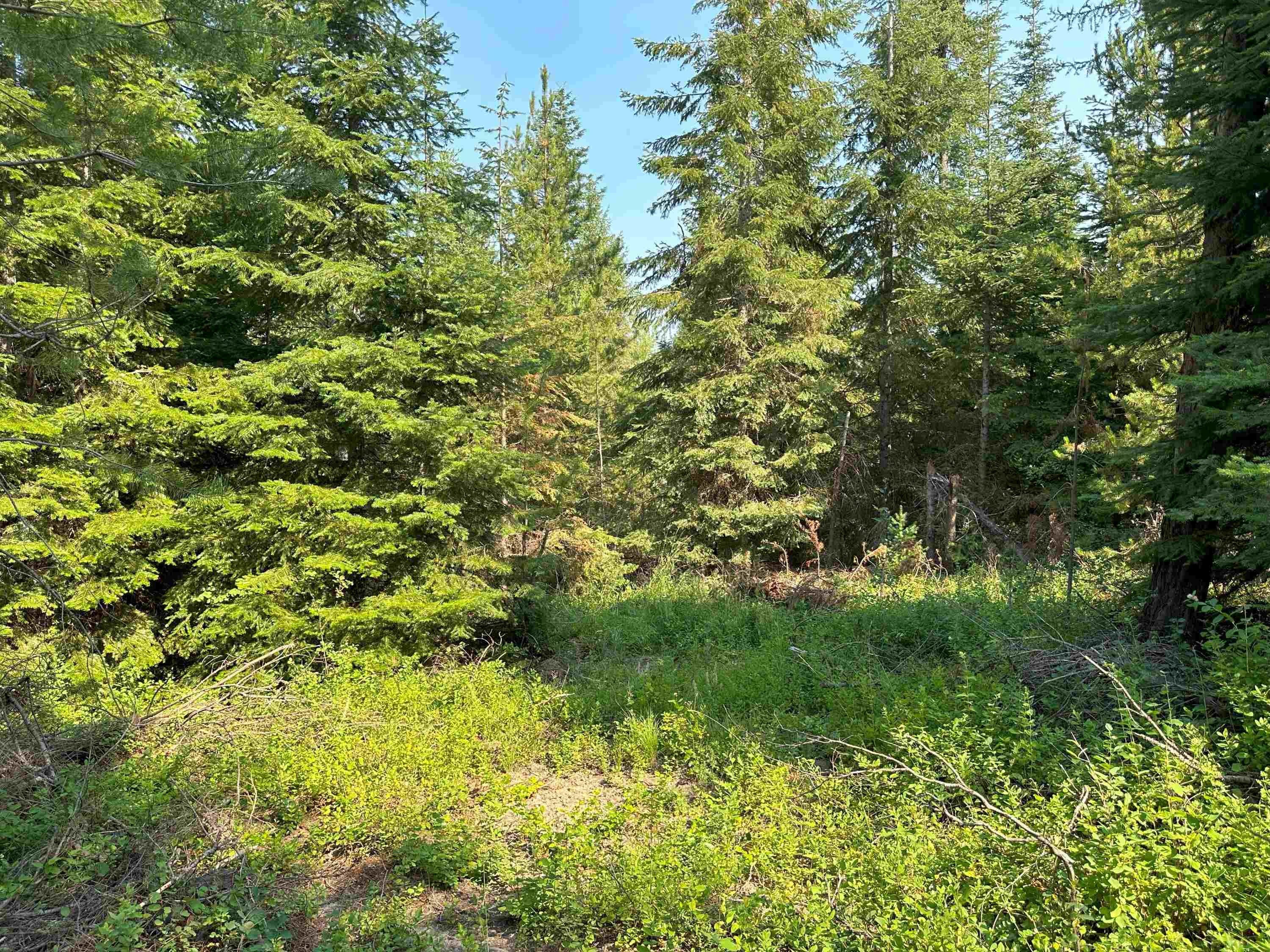 Private Wooded Acreage Near Spokane