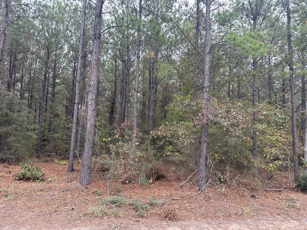 Picture 4