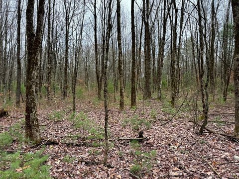 5-Acre Land Near Sylvan Beach