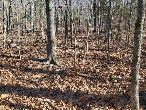 Residential Lot in Searcy County