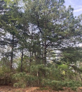 Land, London, AR