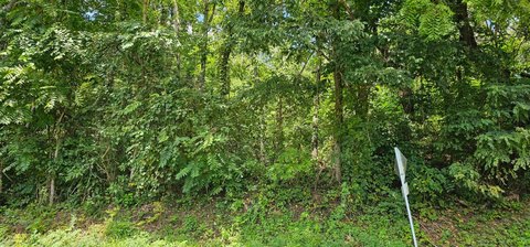 Vacant Land Near Creeper Trail