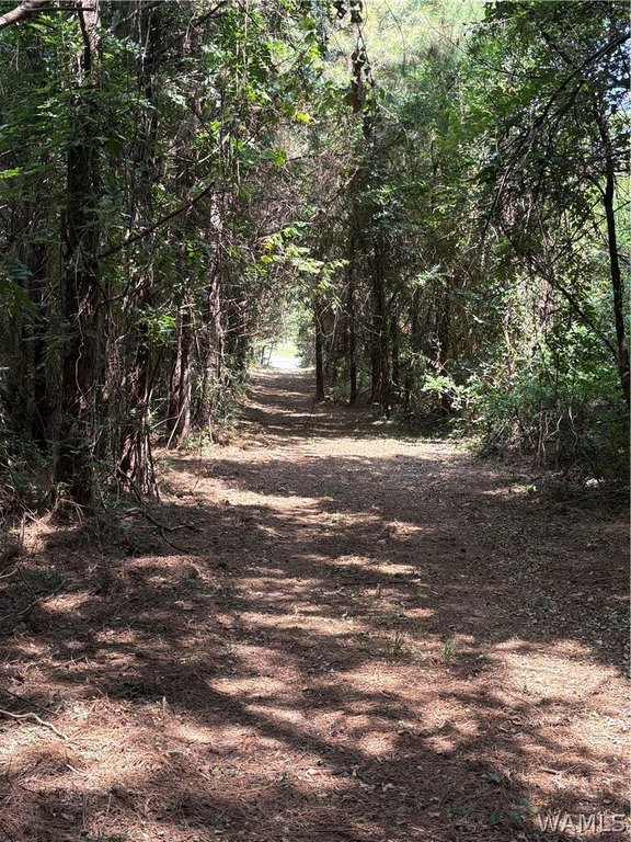 Picture 5
