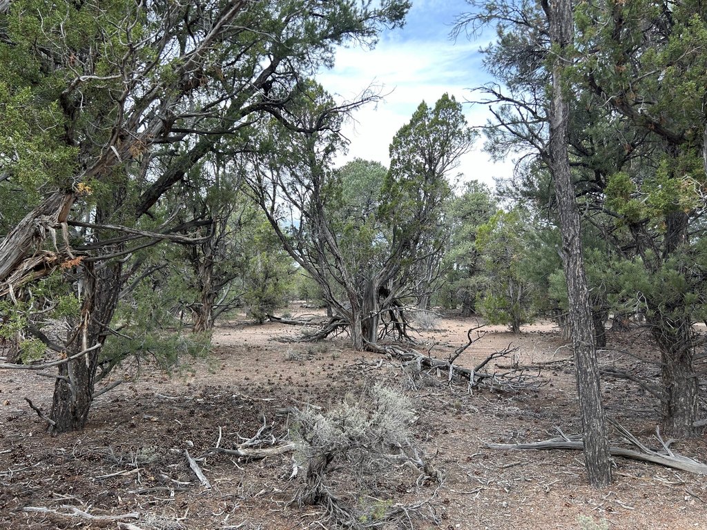 Picture 51