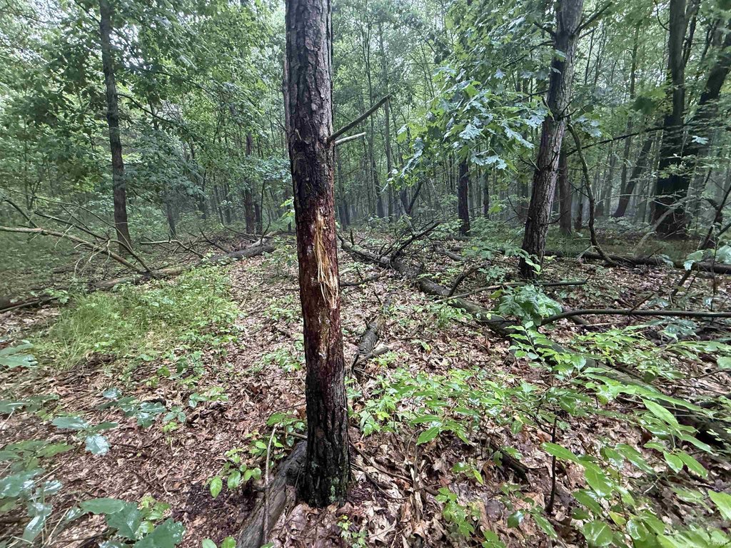 Picture 15