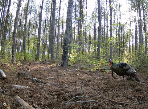 Secluded Land Near Lake Gaston