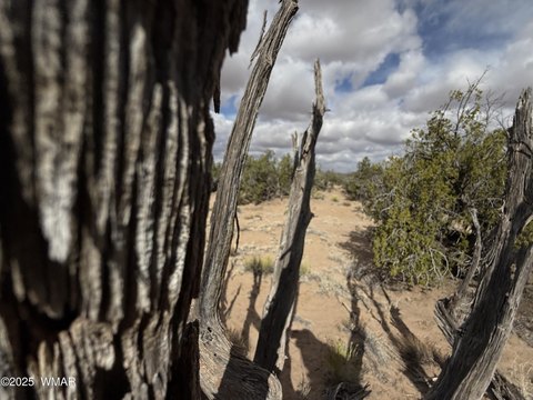 Northern Arizona Land Near St. Johns