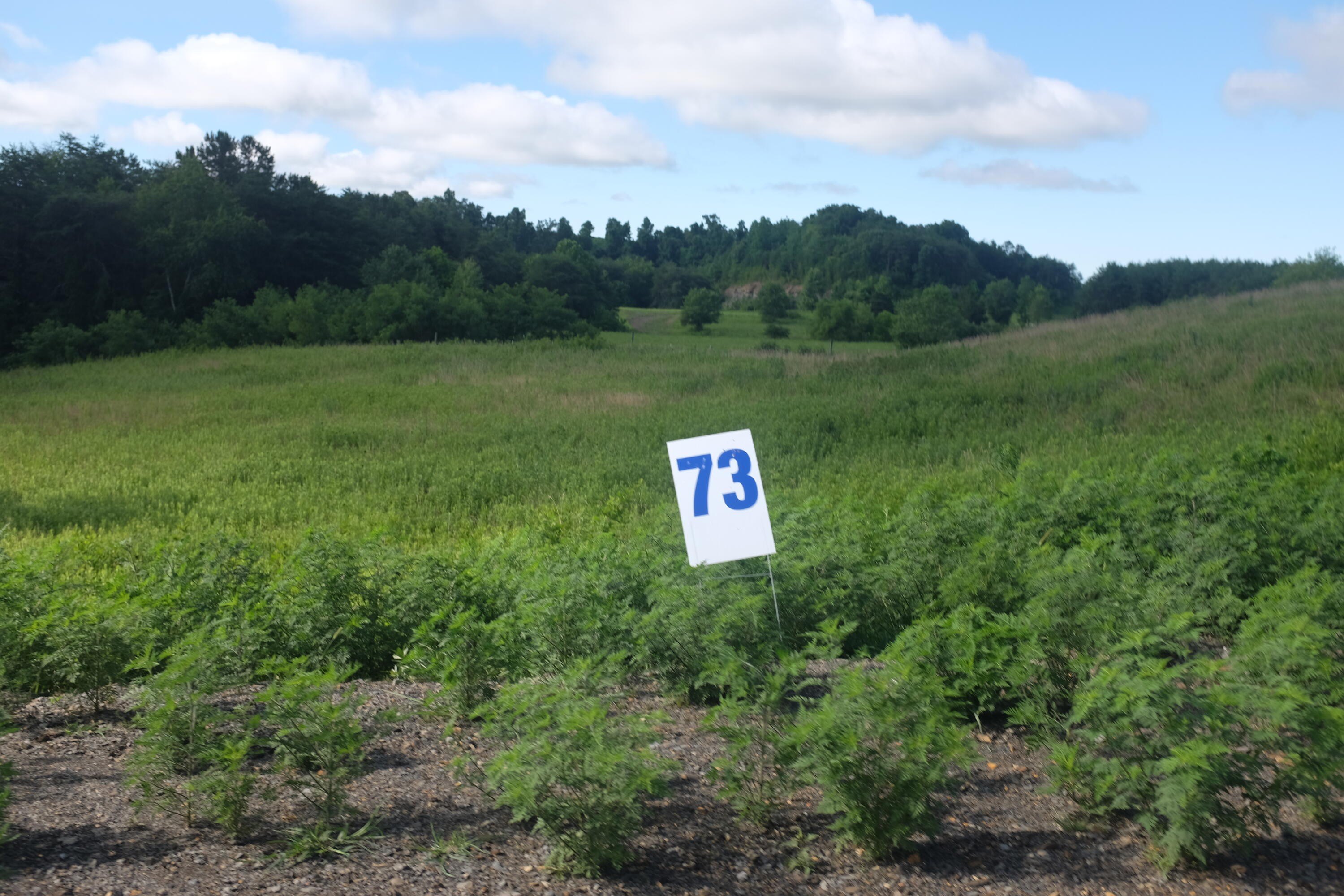 Residential Land in East Bernstadt